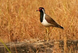 Bandhavgarh National Park