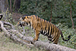 (Supergreenme.com) Bandhavgarh National Park Tiger