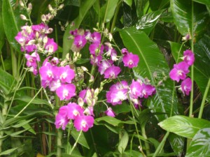 Copyright image- DSC00244_1.JPG