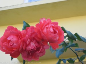 Roses in Deer Park institute