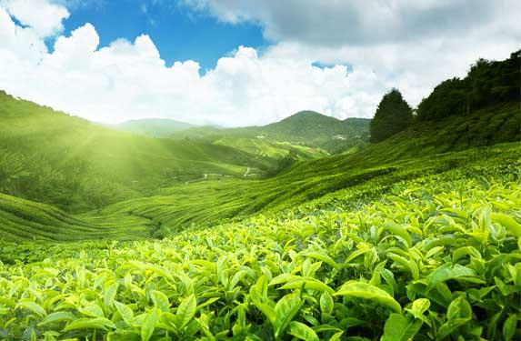 Munnar (Image courtesy-www.keralaholidays.com)