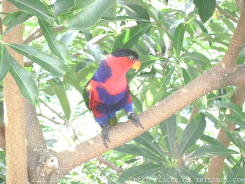 A beautiful bird perched on the tree