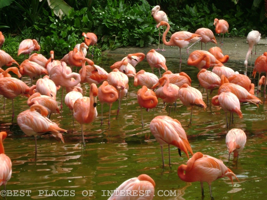 Flamingoes