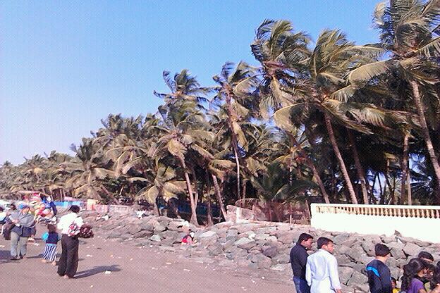 Swaying of trees at Gorai Beach (Copyright image-IMG-20130109-WA0019)