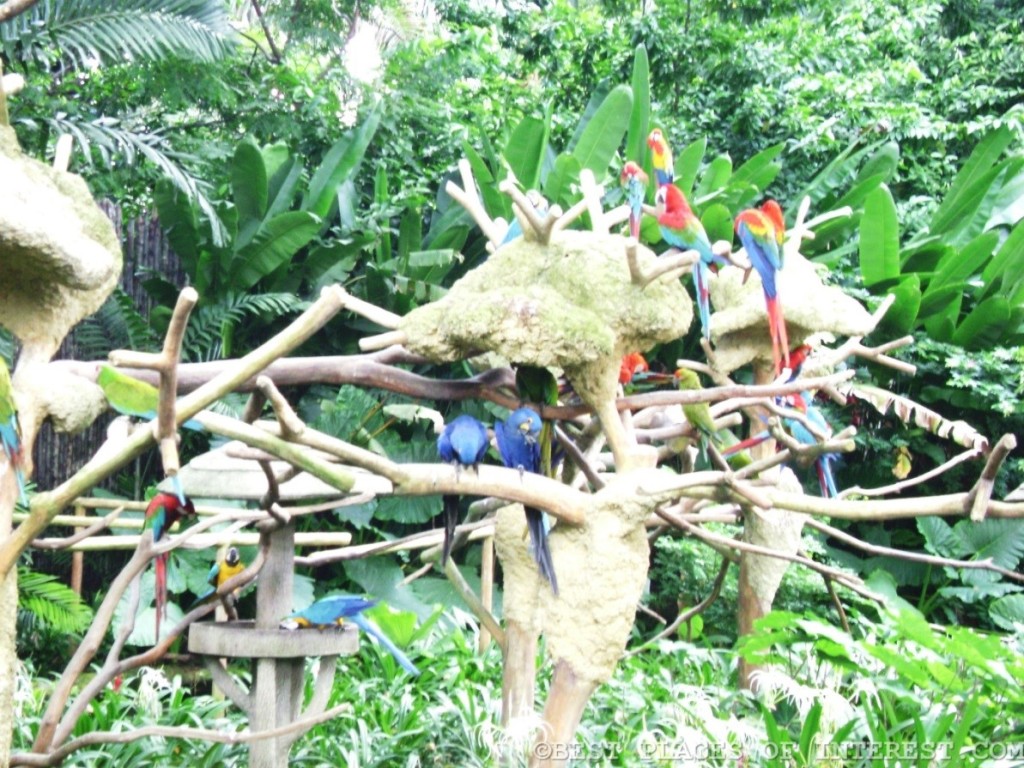 Lovely birds perched on the tree