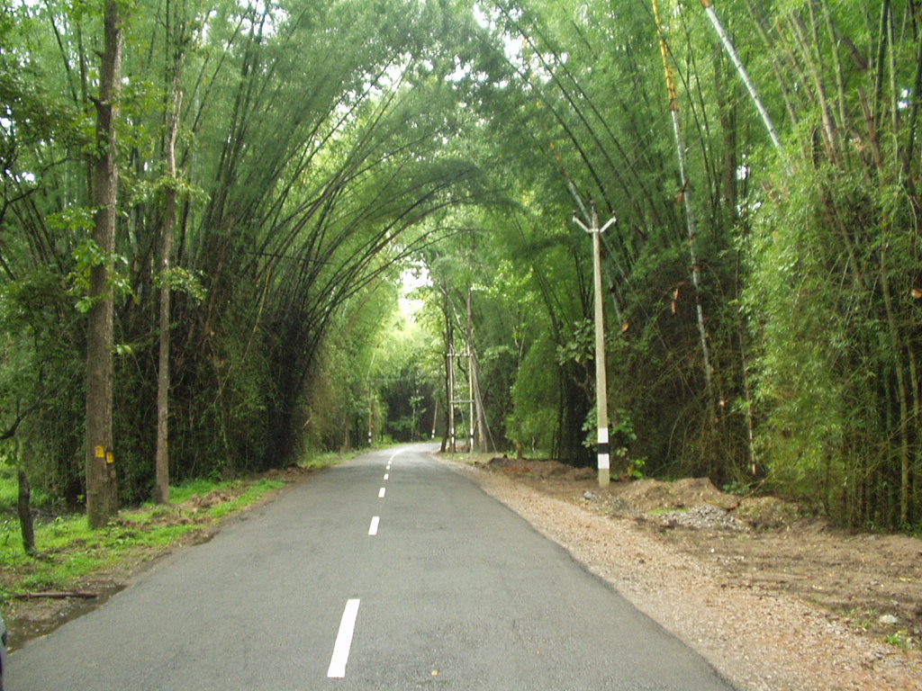 Wayanad Bamboo Road