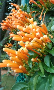 Nature Park (commons.wikimedia.org)