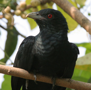 Asian Koel (Image courtesy-wikipedia.org)