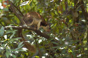 Grizzled_Giant_Squirrel_from_Chinnar_Wildlife_Sanctuary,_Kerala_,_India(commons.wikimedia.org).