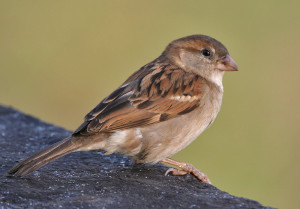 House Sparrow (image courtesy-commons.wikimedia.org)