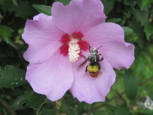 A bee enveloped in a flower