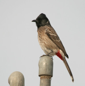 Red vented Bulbul (Img. courtesy- wikipedia)