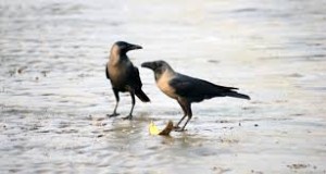 Two crows (Image courtesy- pdpics.com)