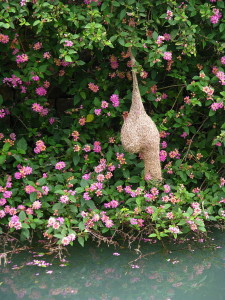Yelagiri Hills Adventure Camp, amazing bird nest 