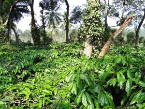 Coffee plantation in Ammathi, Coorg (pixabay.com)