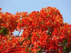 Gulmohar tree in full bloom