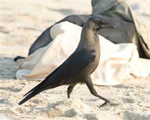 Crow takes a majestic walk on the beach