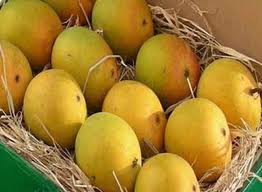 Alphonso mangoes (courtesy www.mangosmumbai.co.in)