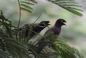 Mynas perched on a gulmohar tree