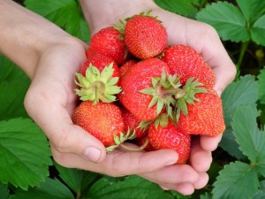 Strawberries (courtesy-pixabay.com)