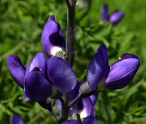 bluewildindigo