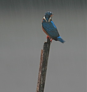 Wet Kingfisher (https://www.flickr.com/photos/davida3/2129439264/)