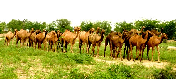 http://traveldiaryparnashree.blogspot.in/2012/10/bishnoi-community-ecologist.html