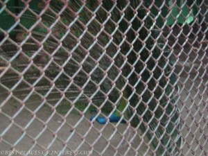 A peacock spreading its wings 