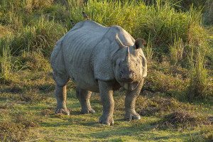 https://commons.wikimedia.org/wiki/File:Rhinoceros_unicornis,_Kaziranga_(2006).jpg
Wild Indian rhinoceros