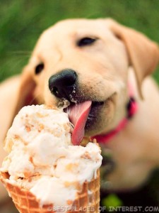 dog enjoying his treat
