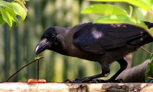 House_Crow_(Corvus_splendens)_in_Shantinagar,_Dhaka,_Bangladesh,_17_March_2015