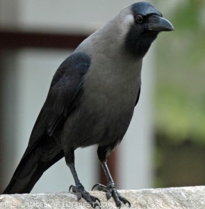 House_Crow_RWD2