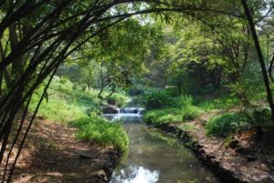 Osho Garden- Pune