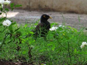 Empress Garden in Pune