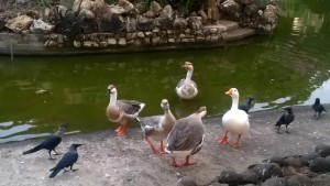 Harmony- WP_20151030_17_47_28_Pro