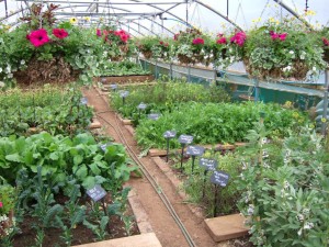 home-grown-produce-in-battlesteads-polytunnel (Image courtesy- visitnorththumberland.com)