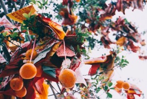 Wishing Tree Photography: joybot