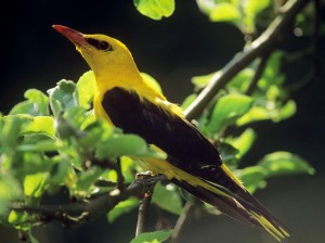 ARJNH6 Oriolus oriolus Golden oriole male sitting on a twig Alamy (Image source)