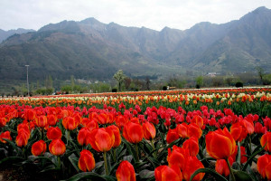 Tulips in Bloom, Srinagar (Photo Courtesy – Gowhar Butt)