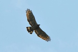 Raptor watch week Image courtesy- Malaysia travel