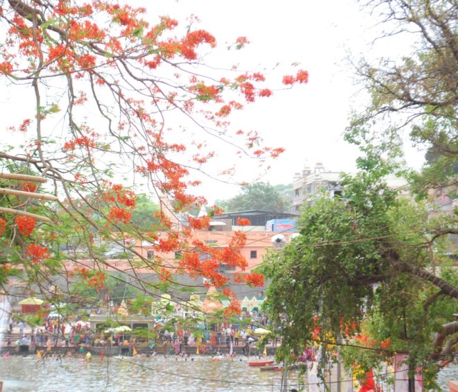 Seen through flowers