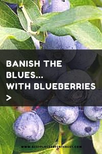 BLUEBERRIES