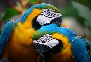Colorful parrots as partners. Image credit - Riza Nugraha on Flickr.com