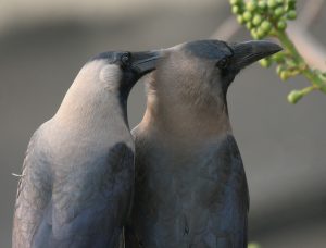 House crows as partners