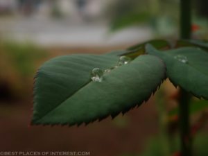 Pure rain drop on leaf