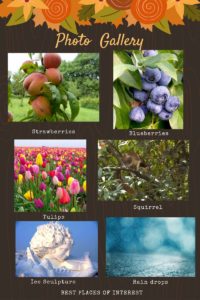 Photo gallery on world photography day