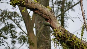 In the morning of life