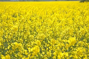 Canola, Summer, Field, Landscapes, Bed, Oilseeds-Surreal places to visit