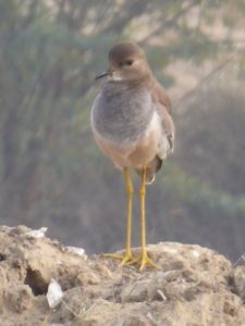 A young red winged lapwing