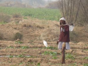 A farmer with a bird in Rajasthan